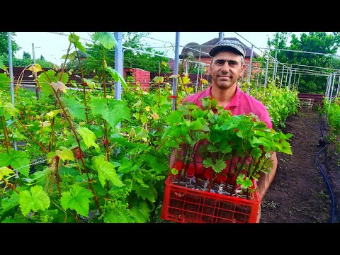 Видео: Проращивание вегетирующих саженцев винограда, посадка и уход🍇