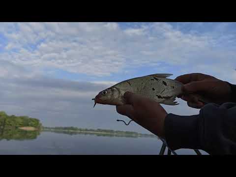 Видео: Отличный клев карася на величайшей реке Днепр!!!