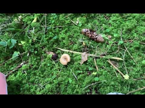 Видео: 22 сентября 2025 г. Грибы Германии . В отпуске в поиске Грибов 