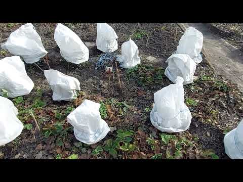 Видео: Про пионы, розы и лилейники.Дачный сезон в Сибири открыли.19апреля2024.