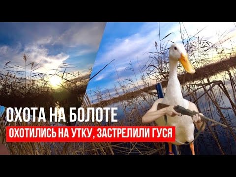 Видео: ОХОТА НА БОЛОТЕ!!! ПО ВОДЕ НА УТКУ. 2024!!!