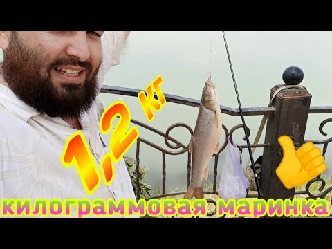 Видео: Рыбалка в Ташкенте. Ловля Маринки на Опарыш