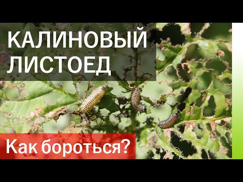 Видео: КАЛИНОВЫЙ ЛИСТОЕД – опасный вредитель калины. Как бороться?