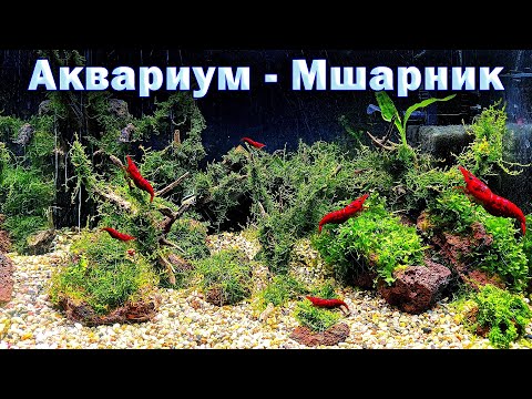 Видео: Запуск аквариума со мхами. Аквариум - Мшарник