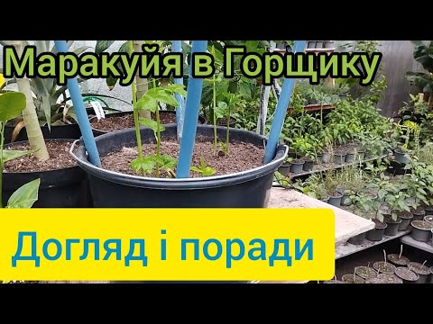 Видео: Маракуйя взимку, що роботи, як нормувати. Особистий досвід)))