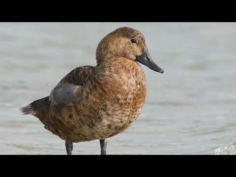 Видео: Донузлав и Джарылгач . Рыбалка и птицы.