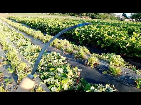 Видео: Для чего нужна обрезка клубники после плодоношения??????