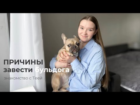Видео: 5 ПРИЧИН ЗАВЕСТИ ФРАНЦУЗСКОГО БУЛЬДОГА| КОМУ ЭТА ПОРОДА НЕ ПОДОЙДЕТ?