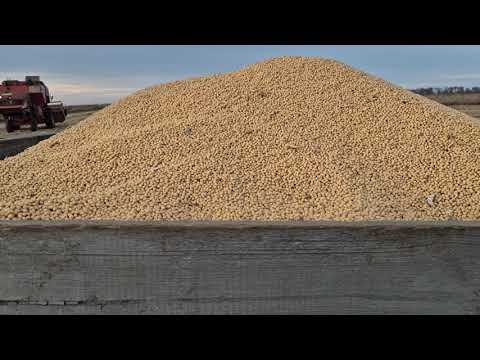 Видео: Молотимо сою Канзас по 32 ц/га.