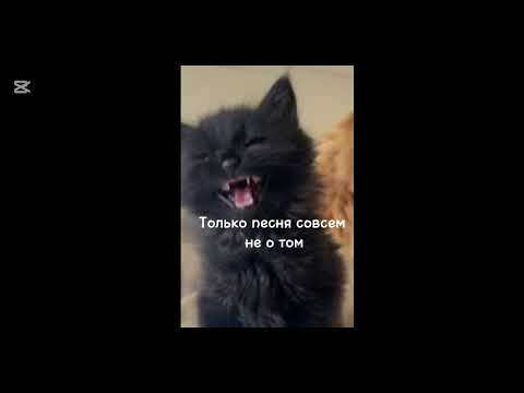 Видео: Чёрный кот
