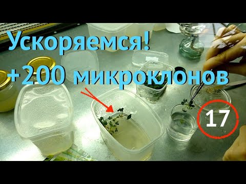 Видео: [17] Ускоряемся! +200 микроклонов земляники для наших экспериментов
