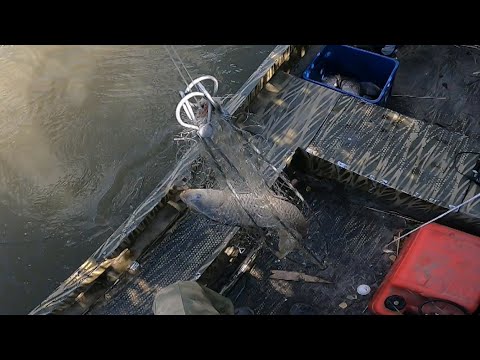 Видео: рыбалка на паук подъёмник и хапугу