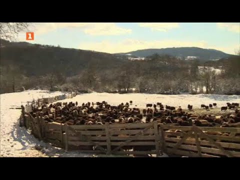 Видео: Бразди – 06.02.2021 по БНТ