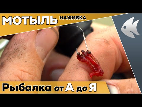 Видео: Как насадить, хранить и использовать мотыля. Лучшая наживка и добавка по холодной воде.