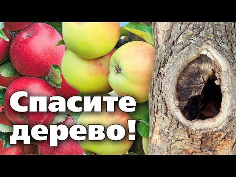Видео: ПРАВИЛА ЛЕЧЕНИЯ ДУПЛА У ЯБЛОНИ. ЧЕМ ОБРАБОТАТЬ, ЧЕМ ЗАМАЗАТЬ