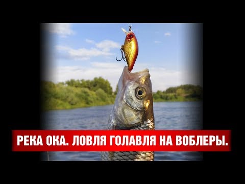 Видео: Река Ока. Ловля голавля на воблеры.