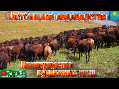 Видео: Круглогодичное пастбищное содержание эдильбаев. Традиции Казахстана и опыт животноводов-кочевников.