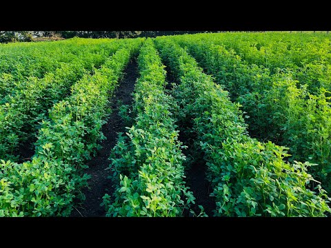 Видео: Как успешно посадить люцерну (бобовую культуру).