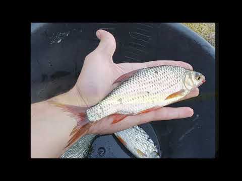 Видео: Гидигич, сентябрь, 2020. Плотва как из пулемета, или как я отвёл душу! Ловля плотвы на фидер. Осень.