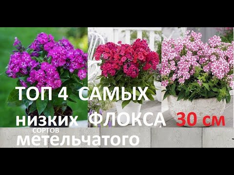 Видео: САМЫЕ ЛУЧШИЕ НОВИНКИ для МАЛЫХ САДОВ и  контейнерных садиков ФЛОКСЫ МЕТЕЛЬЧАТЫЕ ТЕПЕРЬ КАРЛИКОВЫЕ.