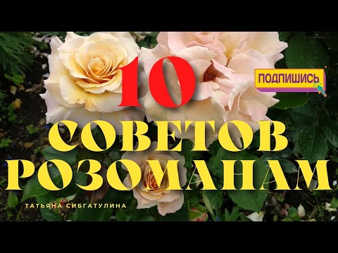 Видео: Заказ роз: Кто виноват и что делать