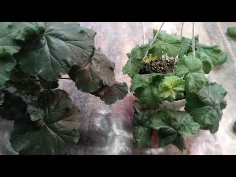 Видео: # 17.Зонартики! Самая капризная группа пеларгонии.