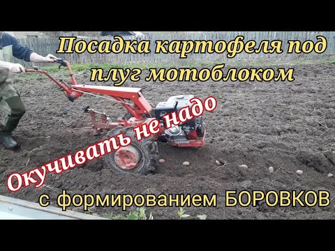 Видео: Посадка картофеля В БОРОВКИ под плуг мотоблоком МТЗ 09Н