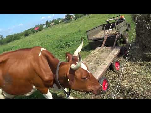 Видео: Продолжаю катать сено .