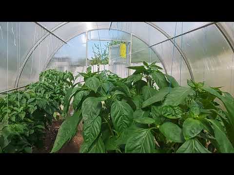 Видео: Результат подкормки и стимуляции корневой у перца!!!  Не ожидала!!!