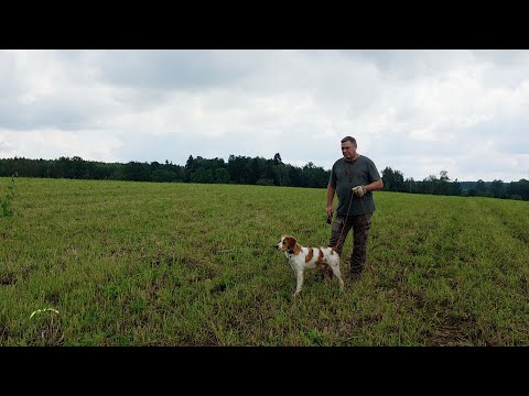Видео: Тренировка щенка бретона