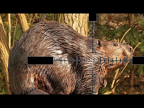 Видео: Охота на бобра с фонарем Armytek. Как добывать бобра. Beaver hunting 🦫
