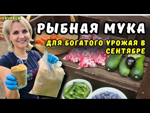 Видео: ПОДКОРМИЛА РЫБНОЙ МУКОЙ Все Растения на даче и Собрала Большой урожай Редиса. @galabum​