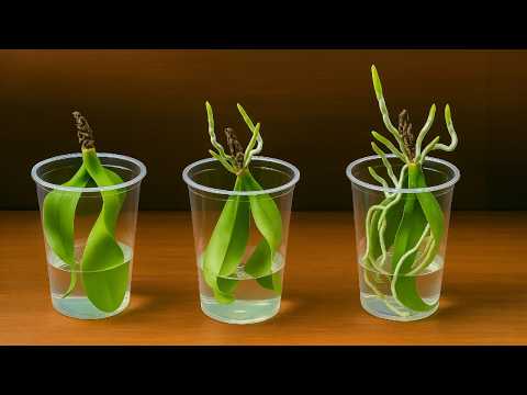 Видео: Выращивание листьев орхидеи в воде без корней позволит им быстро пустить корни новым способом