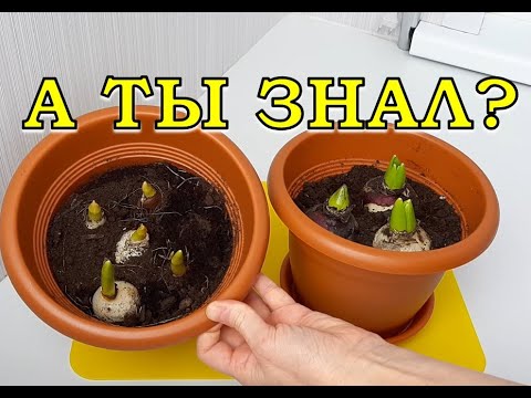 Видео: Что делать с луковицами ТЮЛЬПАНОВ после 8 марта?🌷🌷🌷