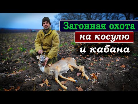 Видео: Загонная охота на КОСУЛЮ и КАБАНА