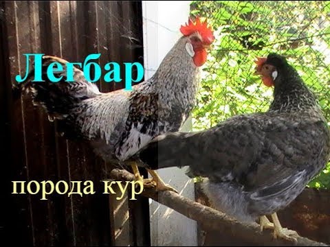 Видео: ЛЕГБАРЫ порода кур ХАРАКТЕРИСТИКА // ПТИЦА