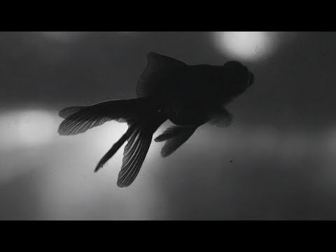 Видео: лампабикт, Элли на маковом поле - немерено (MV)
