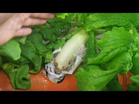 Видео: прогресс в подвале за неделю 