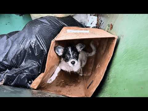 Видео: Больной щенок плакал в мусорном баке, зная, что хозяин, который его бросил, не вернётся.