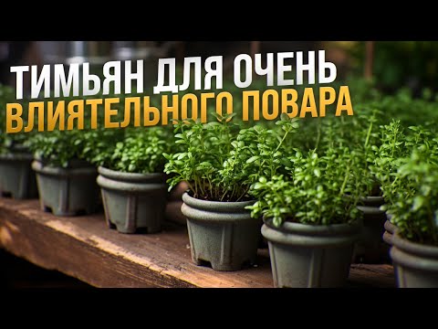 Видео: Как вырастить тимьян - чабрец на подоконнике?! Видеоинструкция