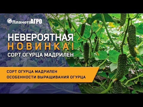 Видео: Сорт огурца Мадрилен 🥒 Особенности выращивания огурца и уход 🌿 Планета Агро