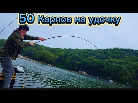 Видео: Карп клюёт один за другим. Удочка трещит, еле выдерживает. #fishing #рыбалка #낚시 #fish