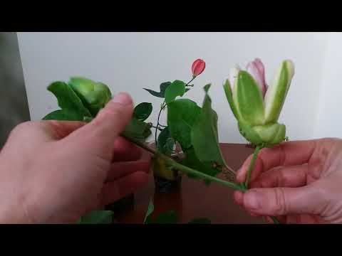 Видео: Пассифлора из черенка. Когда зацветет?