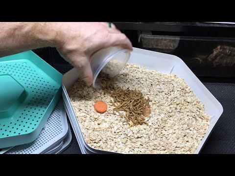 Видео: Распаковываем контейнер для выращивания мучных червей от The Bug Factory!