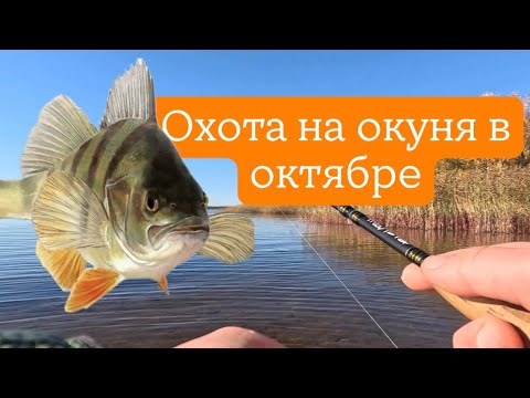 Видео: Охота на окуня в октябре