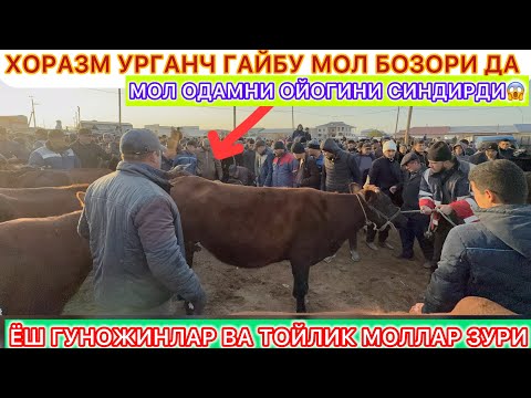 Видео: МОЛ ОДАМНИ ОЙОГИНИ СИНДИРДИ😱 ХОРАЗМ УРГАНЧ ГАЙБУ МОЛ БОЗОРИ ДА 3-ноябрь 2025 г.
