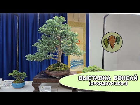 Видео: Выставка  бонсай на Орхидиуме (осень 2024) @Studio.Bonsai