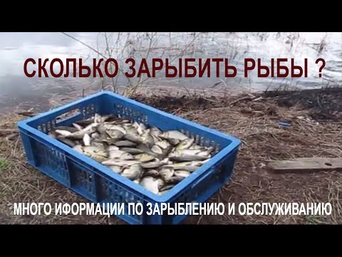 Видео: Зарыбление карася. Сколько и как правильно зарыбить рыбу в пруд