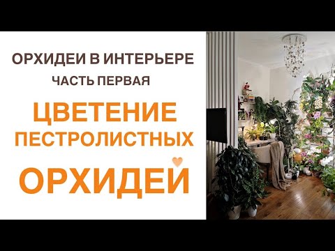 Видео: Коллекция Ольги Самоненко