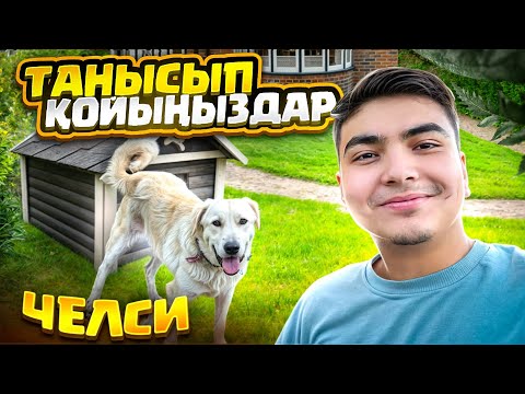 Видео: ТАНЫСЫП ҚОЙЫҢЫЗДАР - ЧЕЛСИ🦮| БІЗДІҢ ИТІМІЗГЕ ОБЗОР😁| Влог